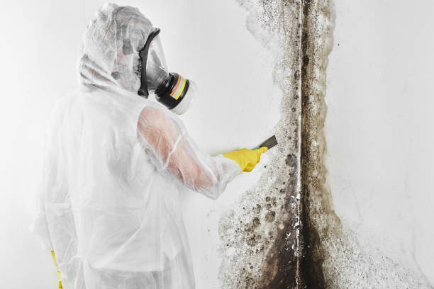 Best Mold Remediation for Healthcare Facilities  in Plains, MT